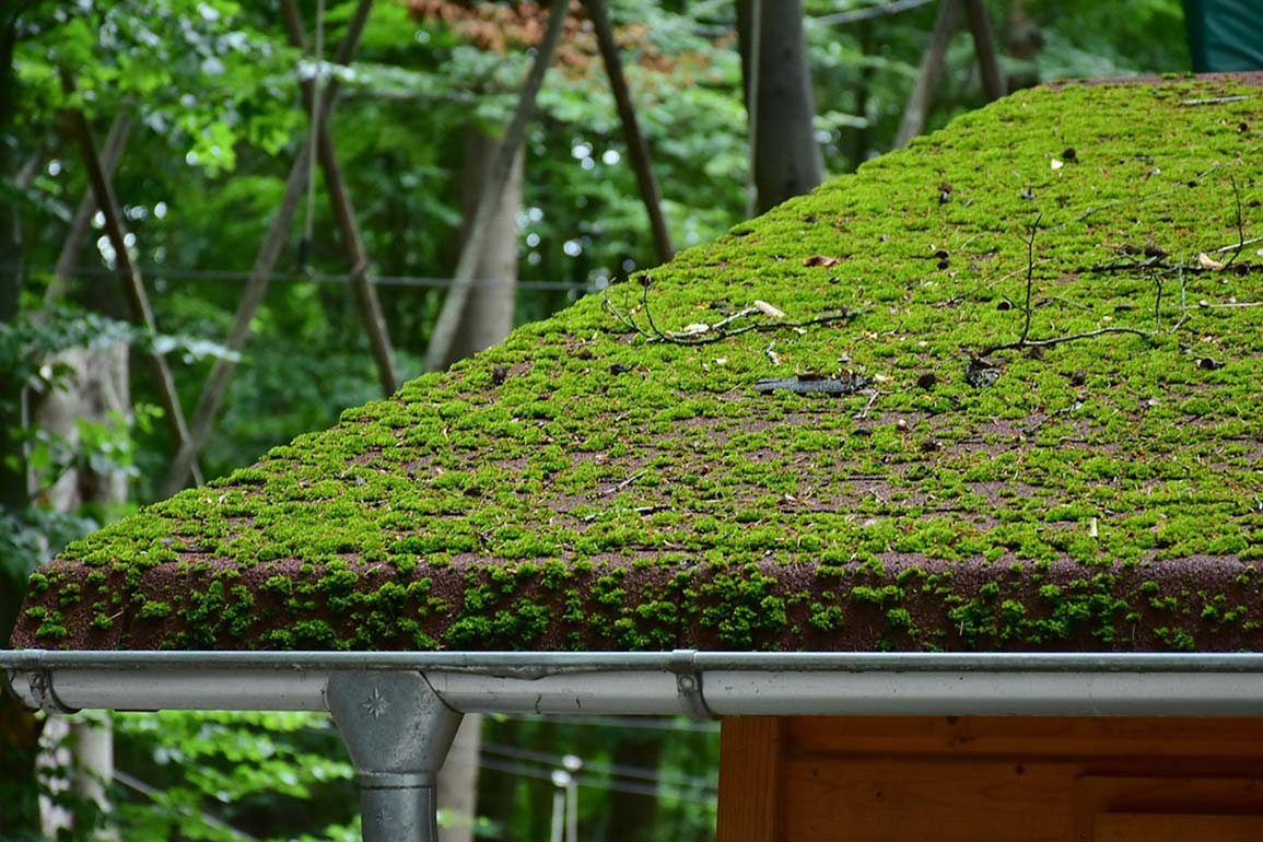 roof guttering with moss covering the roof